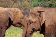 11 - Centre de réhabilitation pour éléphants à Chiang Mai